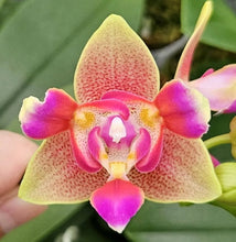 Načíst obrázek do prohlížeče Galerie, Phal. Profar Baby Face 3 eyes {5086} VONÍCÍ
