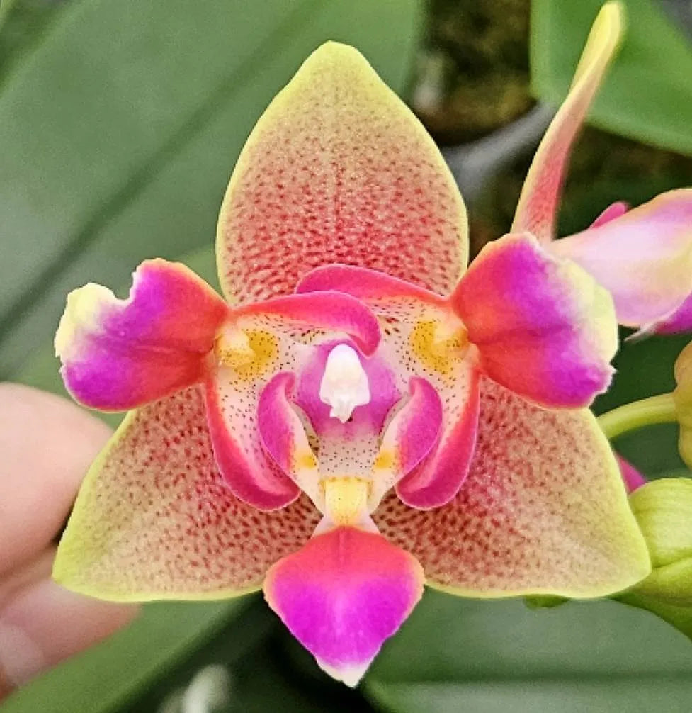 Phal. Profar Baby Face 3 eyes {5086} VONÍCÍ