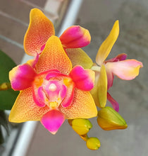 Načíst obrázek do prohlížeče Galerie, Phal. Profar Baby Face 3 eyes {5086} VONÍCÍ
