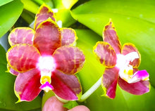 Načíst obrázek do prohlížeče Galerie, Phal.Profar Fantasia 6013
