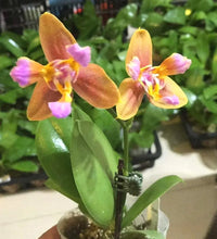 Načíst obrázek do prohlížeče Galerie, Phal. Profar Pride Peloric  {5168} VONÍCÍ
