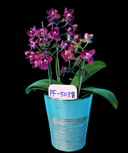 Načíst obrázek do prohlížeče Galerie, Phal. Profar Ruby {5038}
