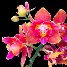 Načíst obrázek do prohlížeče Galerie, Phal. Orange Queen 3 eyes voňavá {5023-3}
