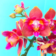 Načíst obrázek do prohlížeče Galerie, Phal. Orange Queen 3 eyes voňavá {5023-3}
