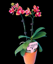 Načíst obrázek do prohlížeče Galerie, Phal. Orange Queen 3 eyes voňavá {5023-3}
