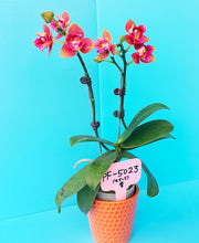 Načíst obrázek do prohlížeče Galerie, Phal. Orange Queen 3 eyes voňavá {5023-3}
