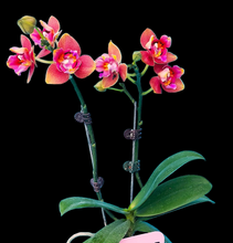 Načíst obrázek do prohlížeče Galerie, Phal. Orange Queen 3 eyes voňavá {5023-3}
