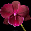 Phalaenopsis Red Wine (N5207)