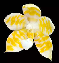 Lade das Bild in den Galerie-Viewer, Phal.KS Super Zebra ‘Golden Zebra’ 1.7’’/2.5’’
