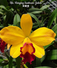 Načíst obrázek do prohlížeče Galerie, Cattleya Rlc. Hsinying Sunbeam &#39;Juliets&#39; Voňvá velky kvety 9cm

