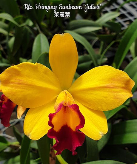 Cattleya Rlc. Hsinying Sunbeam 'Juliets' Voňvá velky kvety 9cm