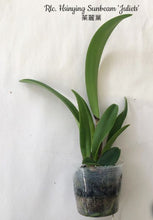Načíst obrázek do prohlížeče Galerie, Cattleya Rlc. Hsinying Sunbeam &#39;Juliets&#39; Voňvá velky kvety 9cm
