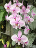Phalaenopsis.schilleriana ‘silver’
