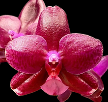 Načíst obrázek do prohlížeče Galerie, Phal.Sogo Relex aroma {9666}
