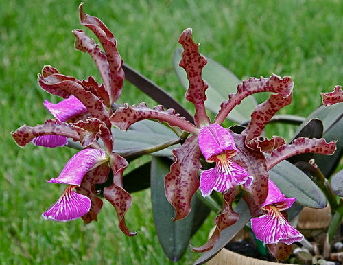 Cattleya schilleriana -  voňavá  {B45}