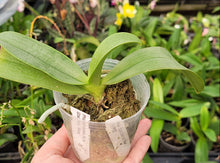 Načíst obrázek do prohlížeče Galerie, Phalaenopsis Su&#39;s Glad Kid aroma
