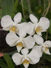 Lade das Bild in den Galerie-Viewer, Phal. Aphrodite (Philippinen)
