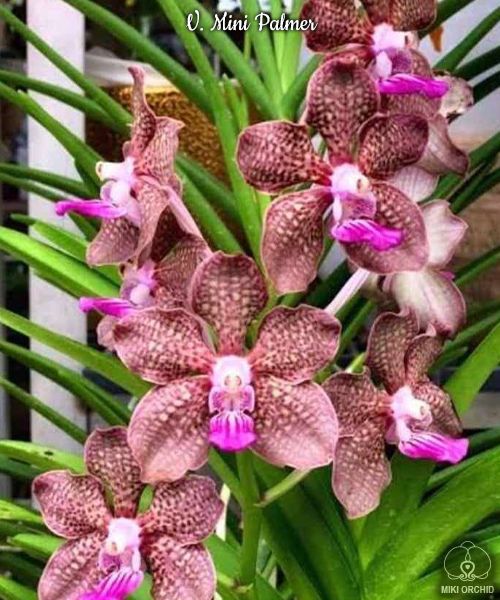 Vanda. Mini Palmer