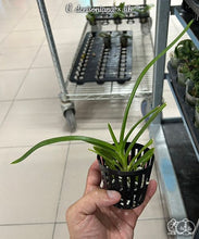 Načíst obrázek do prohlížeče Galerie, Vanda denisoniana × sib vonící  DOSTUPNÉ V 2. POLOVINĚ DUBNA!!!
