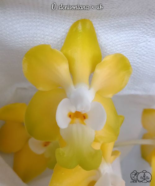 Vanda denisoniana × sib vonící  DOSTUPNÉ V 2. POLOVINĚ DUBNA!!!