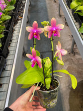 Načíst obrázek do prohlížeče Galerie, Phalaenopsis Liodoro / Sweet Memory {výrazně voňavá}
