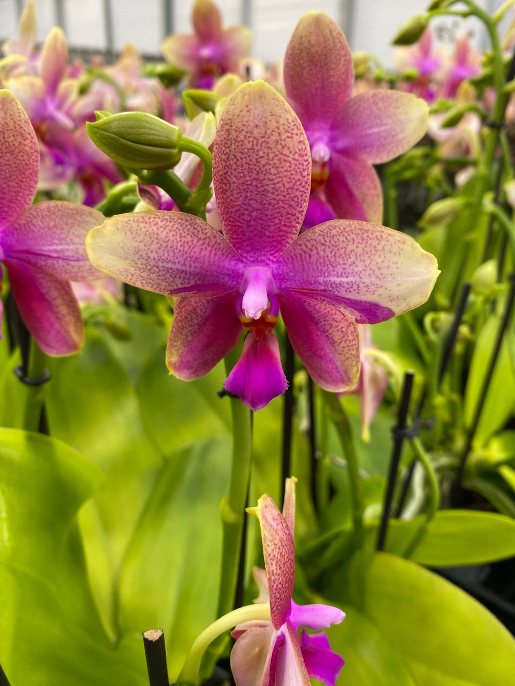 Phalaenopsis Liodoro / Sweet Memory {výrazně voňavá}
