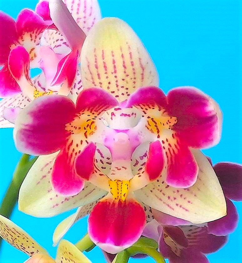 Phal. Chanti PF 5093