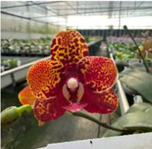 Załaduj obraz do przeglądarki galerii, Phalaenopsis.Chienlung Black Parrot
