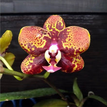 Załaduj obraz do przeglądarki galerii, Phalaenopsis.Chienlung Black Parrot
