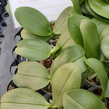 Načíst obrázek do prohlížeče Galerie, Phal. Profar Smile Moon {PF-2699}
