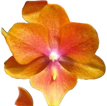 Načíst obrázek do prohlížeče Galerie, Phal. NCK Big Lip Orange N0707
