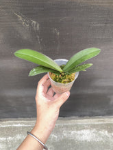 Lade das Bild in den Galerie-Viewer, Phal. Buddha's Treasure (2)
