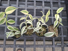 Lade das Bild in den Galerie-Viewer, Vanilla planifolia 'Albo-Variegata' 6/7 cm pot

