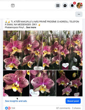Lade das Bild in den Galerie-Viewer, Phalaenopsis Pinyf
