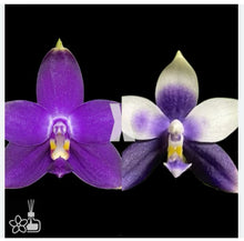 Załaduj obraz do przeglądarki galerii, Phal. Smiley Bluebird x Jennifer Palermo /2.5″
