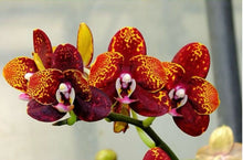 Załaduj obraz do przeglądarki galerii, Phalaenopsis.Chienlung Black Parrot
