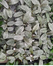 Załaduj obraz do przeglądarki galerii, Phalaenopsis.schilleriana ‘silver’
