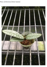 Załaduj obraz do przeglądarki galerii, Phalaenopsis.schilleriana ‘silver’
