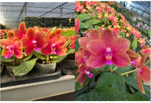 Lade das Bild in den Galerie-Viewer, Phalaenopsis.(Zheng Min Anaconda-Yaphon Dragon Maiden)’Golden Pink’
