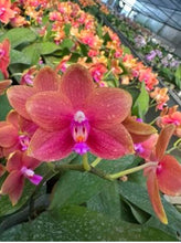 Lade das Bild in den Galerie-Viewer, Phalaenopsis.(Zheng Min Anaconda-Yaphon Dragon Maiden)’Golden Pink’

