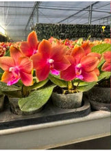 Lade das Bild in den Galerie-Viewer, Phalaenopsis.(Zheng Min Anaconda-Yaphon Dragon Maiden)’Golden Pink’
