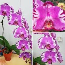 Načíst obrázek do prohlížeče Galerie, Phal. Victoria fuller beauty {9618}
