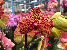 Načíst obrázek do prohlížeče Galerie, Phalaenopsis Yellow Leopard 2 Stvoly
