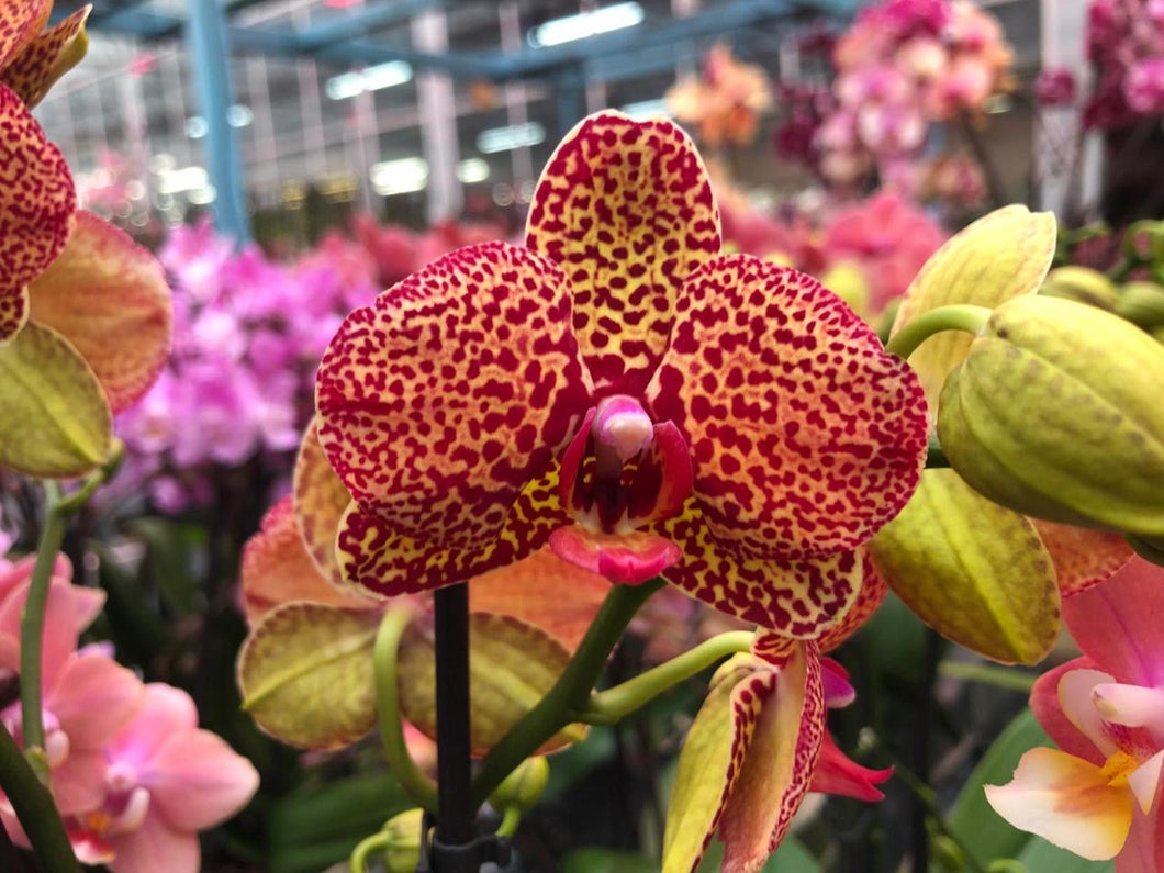 Phalaenopsis Yellow Leopard 2 Stvoly