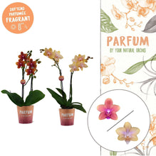 Lade das Bild in den Galerie-Viewer, Phalaenopsis Buddha Lemon Duftpflanze - RABATT!
