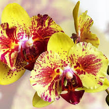 Načíst obrázek do prohlížeče Galerie, Phalaenopsis  Fangmei A Hot (peloric) DOSTUPNÉ V 2. POLOVINĚ DUBNA!!!
