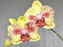 Načíst obrázek do prohlížeče Galerie, Phalaenopsis  Fangmei A Hot (peloric) DOSTUPNÉ V 2. POLOVINĚ DUBNA!!!
