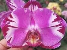 Načíst obrázek do prohlížeče Galerie, Phal. Victoria fuller beauty {9618}
