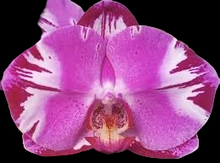 Načíst obrázek do prohlížeče Galerie, Phal. Victoria fuller beauty {9618}
