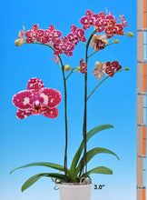 Načíst obrázek do prohlížeče Galerie, Phal.Dtps.I-Hsin Adzuki Bean {2604}
